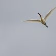 Spatule blanche en Camargue